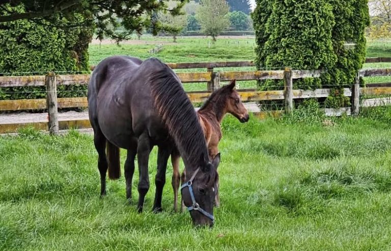 Screen Shot 2025 04 02 at 11.42.33 AM 768x492