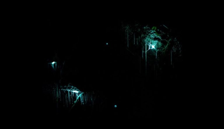 Hokitika glow worm dell 768x441