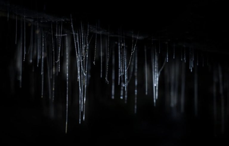 Hokitika glow worm dell2 768x490