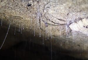 Glow worms hanging from cave ceiling in Hokitika, New Zealand.