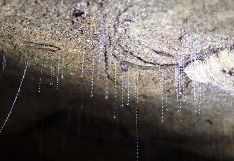 Hokitika glow worm dell3
