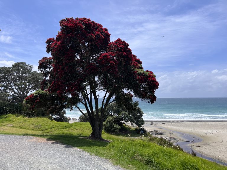 Tawharanui Regional Park