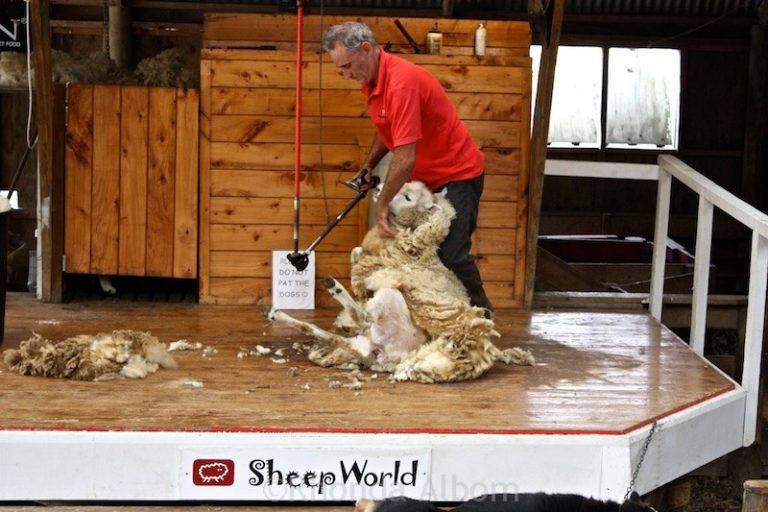 sheepworld1 768x512