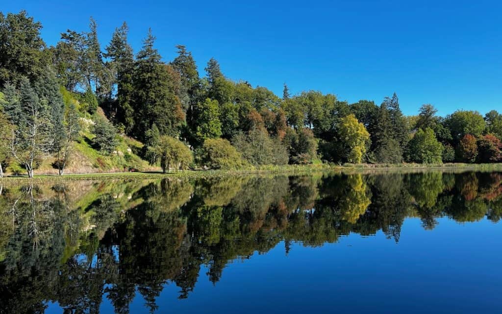 The still lake at Memorial Park in Cambridge reflecting an autumn tree line of mixed exotic species including pines, oaks, and copper beeches under a vivid blue sky, Waikato, New Zealand.
