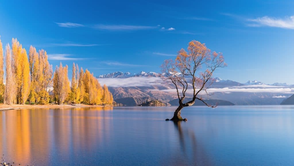 That famous lone tree standing partially submerged in the calm waters of Lake Wānaka, with golden autumn trees lining the shoreline under a bright blue sky.