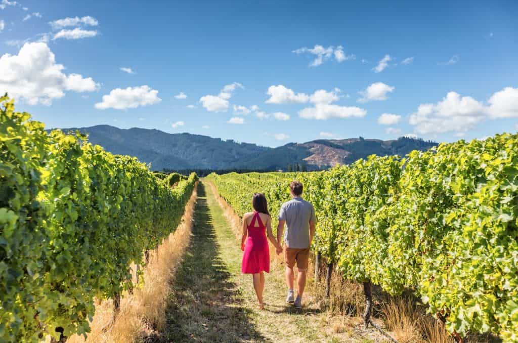 Rear view of a couple strolling between grapevines at a winery in Marlborough, New Zealand's premier wine region.