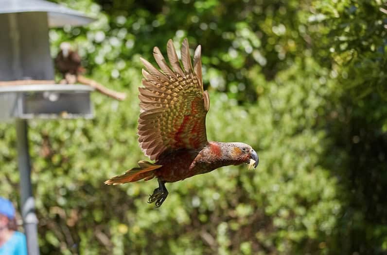 A rare native New Zealand bird in flight through the dense green forest canopy at Pūkaha National Wildlife Centre.