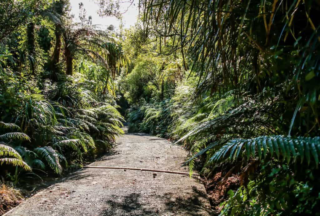 Image showing lush ferns either side of a path through Pukeiti Gardens.