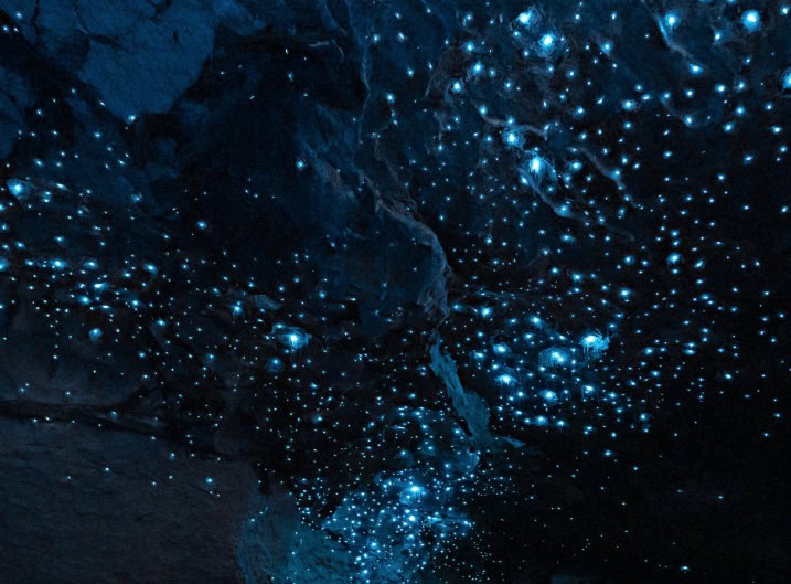Thousands of bioluminescent glowworms (arachnocampa luminosa) covering the dark limestone ceiling of the Te Anau Glowworm Caves, glowing vivid blue-white like a constellation of stars in the darkness above the underground river, Fiordland, New Zealand.
