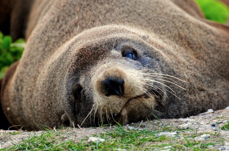 kaikoura seal 768x506