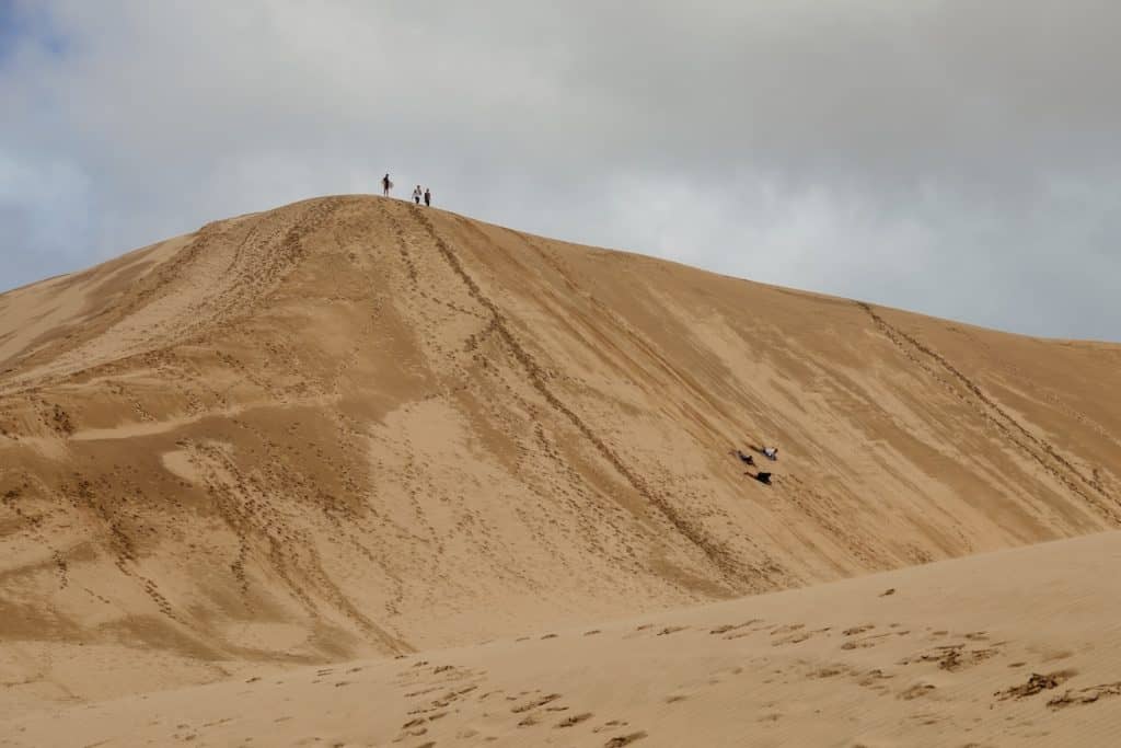 High-angle view of the giant, sweeping golden sand dunes of Te Paki at Cape Reinga, with a vast desert-like landscape stretching toward the horizon under a clear sky.