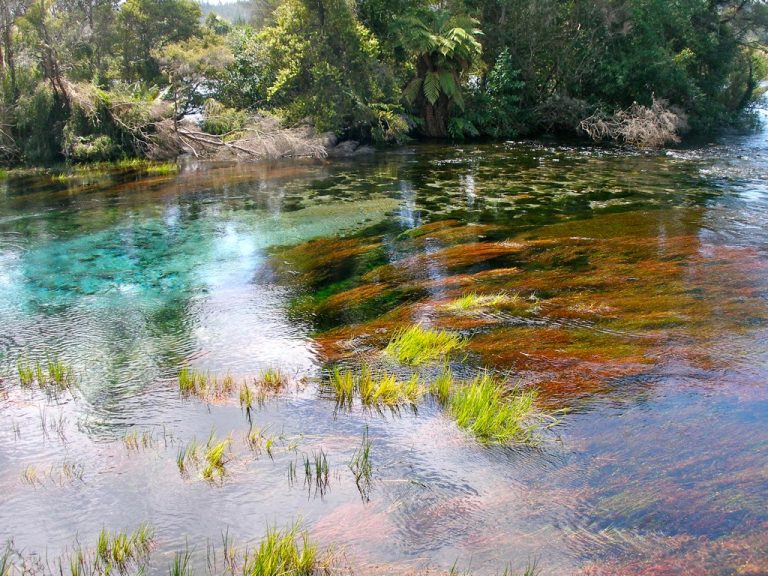 Pupu Springs 768x576