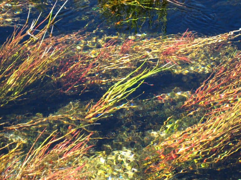 Waikoropupu Springs 768x576