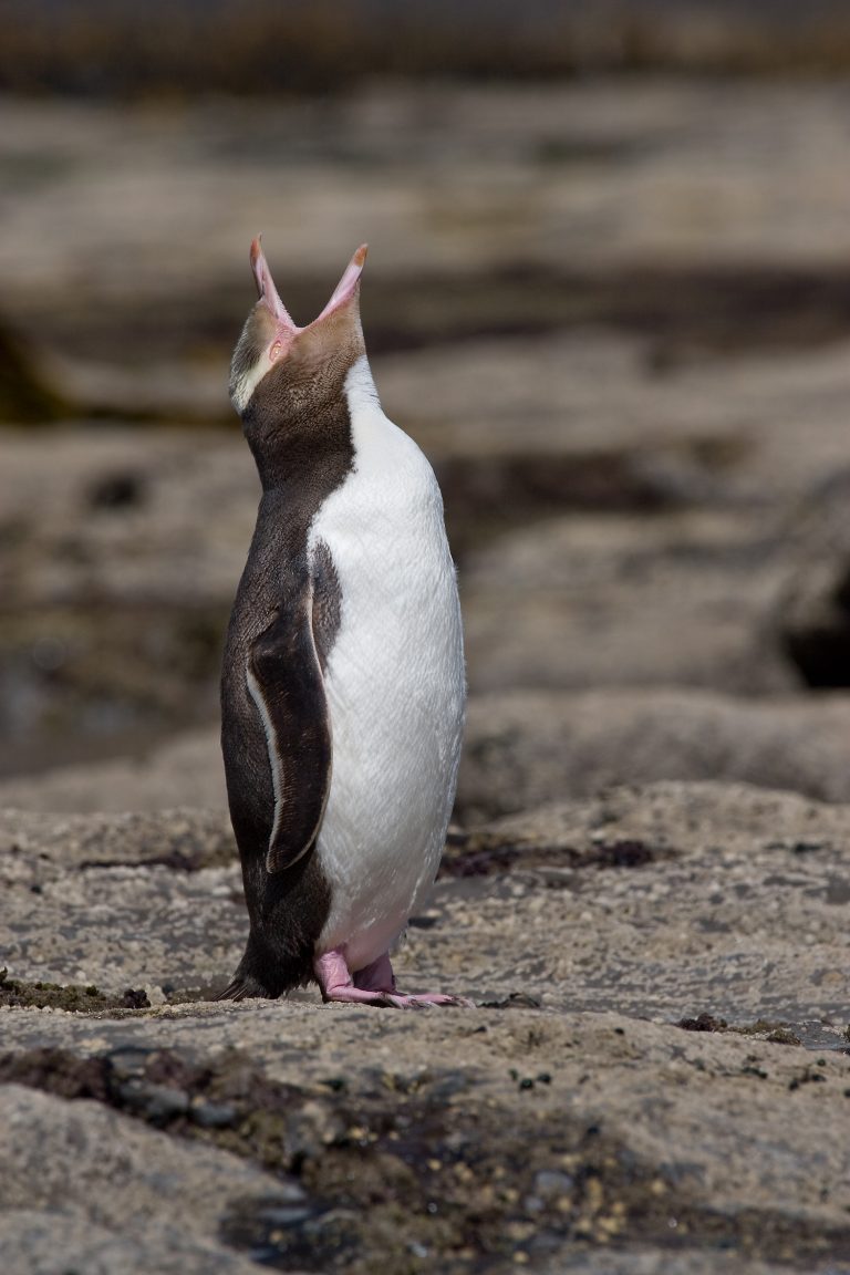 Yellow eyed Penguin crying MC 768x1152