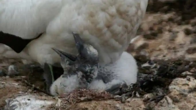 Australasian gannet chick Australasian gannet chick