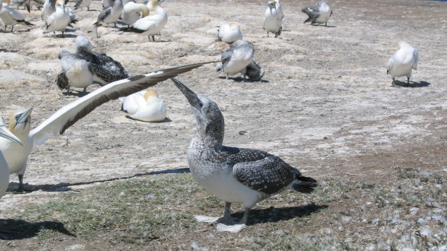 Cape Kidnappers gannet colony Cape Kidnappers gannet colony