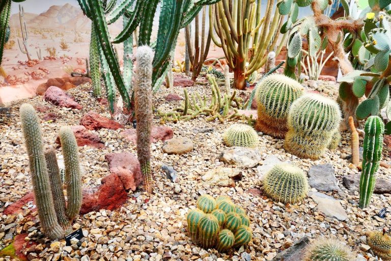 Christchurch Botanic Garden Garrick House Cacti 768x513