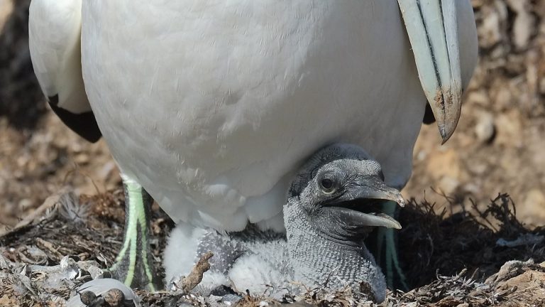 Gannet and young chick in nest Gannet and young chick in nest