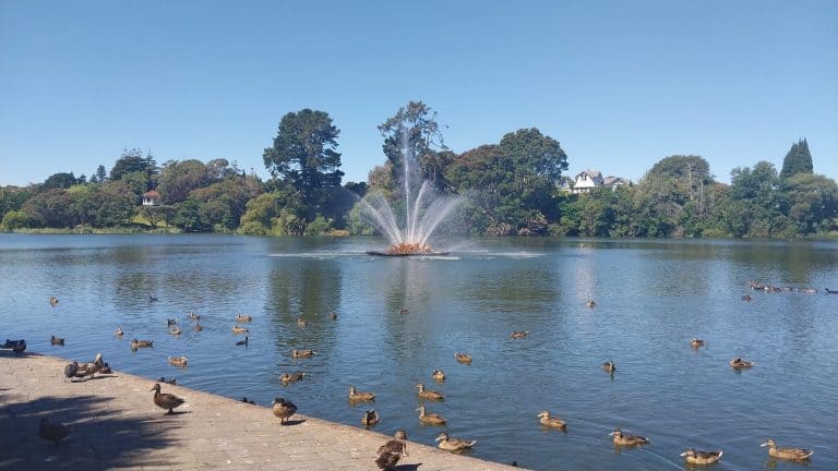 Higginbottom Fountain and ducks in Rotokawau Virginia Lake Reserve scaled 768x432