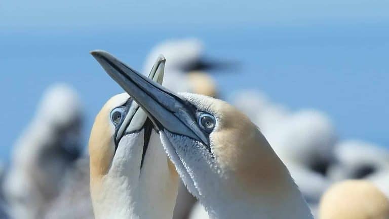 Gannet pair crossing beaks, Cape Kidnappers